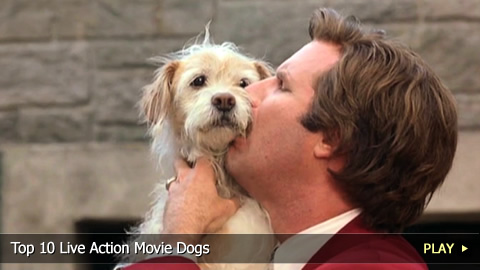 Top 10 Live Action Movie Dogs Top 10 Live Action Movie Dogs