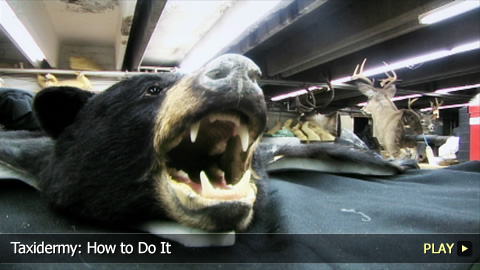 Taxidermy: How To Do It