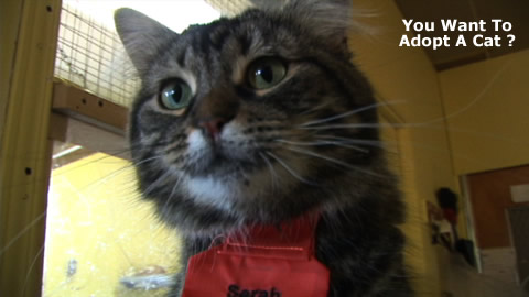 Adopt a Shelter Cat