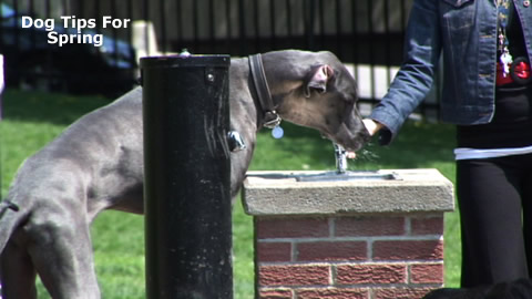 Simple Spring Dog Care Tips