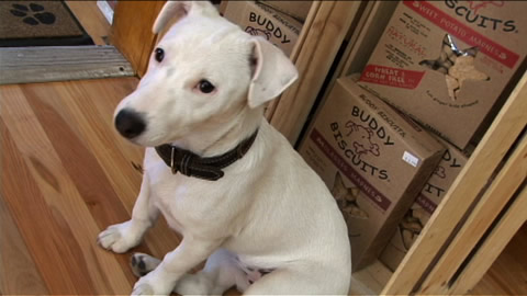  Holistic Pet Food for Dogs