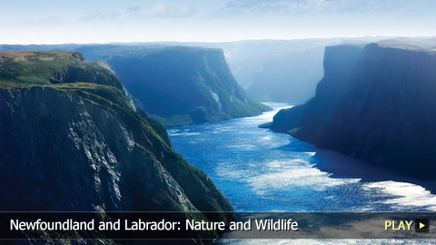 Newfoundland and Labrador: Nature and Wildlife Newfoundland and Labrador: Nature and Wildlife