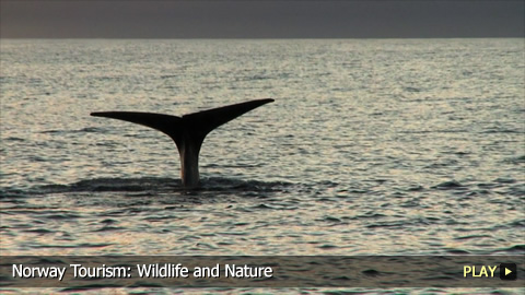 Norway Tourism: Wildlife and Nature Norway Tourism: Wildlife and Nature