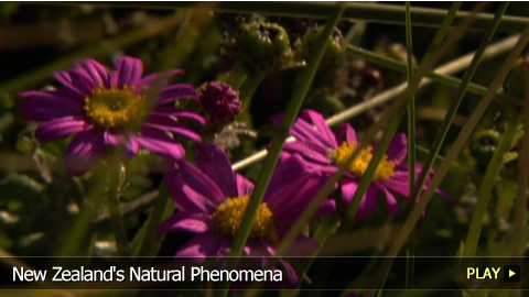 New Zealand's Natural Phenomena New Zealand's Natural Phenomena