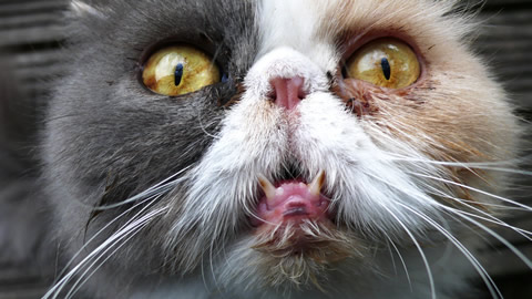 Cat Show - Cornish Rex and Basinian