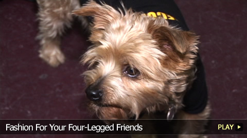 Fashion For Your Four-Legged Friends