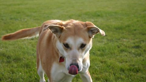 Caring for your Dog - Socializing