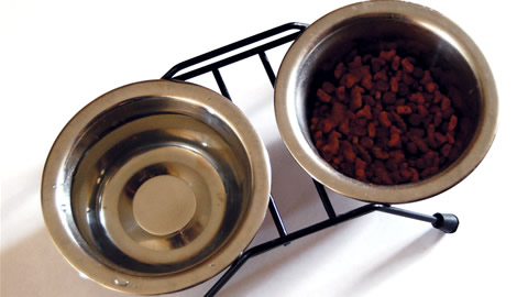 Video on Canine Cafe