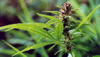 Comedic Duo Cheech and Chong Explain the Benefits of Pot