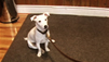  How To Give Commands To A Dog 