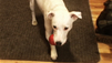 How To End Dog Chewing Problems