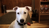 Preparing Your Dog For A Newborn
