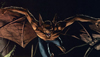 Supervillain Origins: Man-Bat
