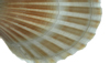 The Hot Shell Massage