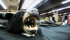 Taxidermy: How To Do It