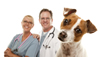 Top 10 Common Dog Health Problems (and Solutions)