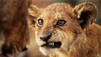 Discover The Best Wildlife Photos in The World