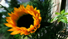 Ikebana Art: How To Arrange Flowers