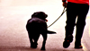 Basic Tips on How to Train Your Dog