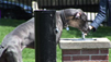 Simple Spring Dog Care Tips