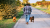 Dog Whispering vs. Command Training