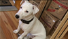  Holistic Pet Food for Dogs