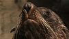 The Fauna of New Zealand