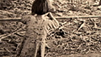 Photojournalism And The Spanish Civil War