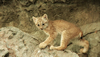 Cute Baby Animals: Lynx Cub