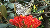 Butterflies and Moths, From One Extreme to Another