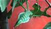 Insects in Human Cultures