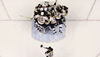 Bruins de Boston – Les Plus Grandes Franchises Sportives