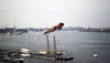 Cliff Diving World Series 2012 Boston: The Twist