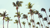 Travel Guide: Aruba
