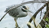 Discover The Bird Life in Florida