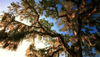 Travel Guide: Florida's Climate and Geography