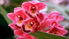 India's Flora and Fauna