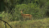 Malawi: Wildlife Reserves and National Parks