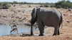 Travel Guide: Namibia - Wildlife