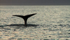 Norway Tourism: Wildlife and Nature