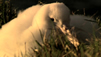 Learn All About The Albatross Bird