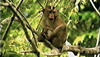 The Plants and Animals of Thailand