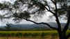 Discover California's Wine Country 