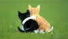 Cat Show - Intro
