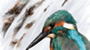 Corel Painter X Software