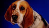 Video on how you can get a Dog
