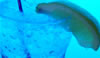 Video Drink Recipe: Mountain Dew