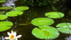 Garden and landscape ideas #2