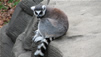 VIP Visitors from Madagascar