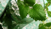 Video Drink Recipe: Mojito
